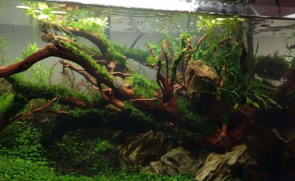 合肥鱼缸造景